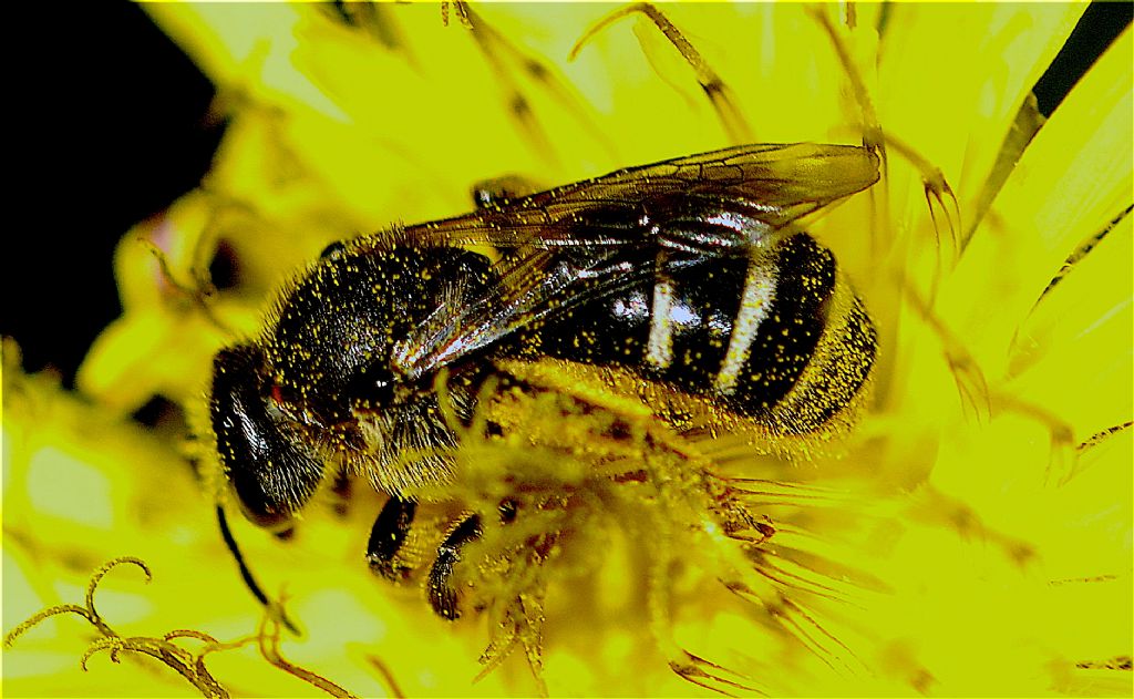 Apidae Halictinae: Lasioglossum sp., femmina